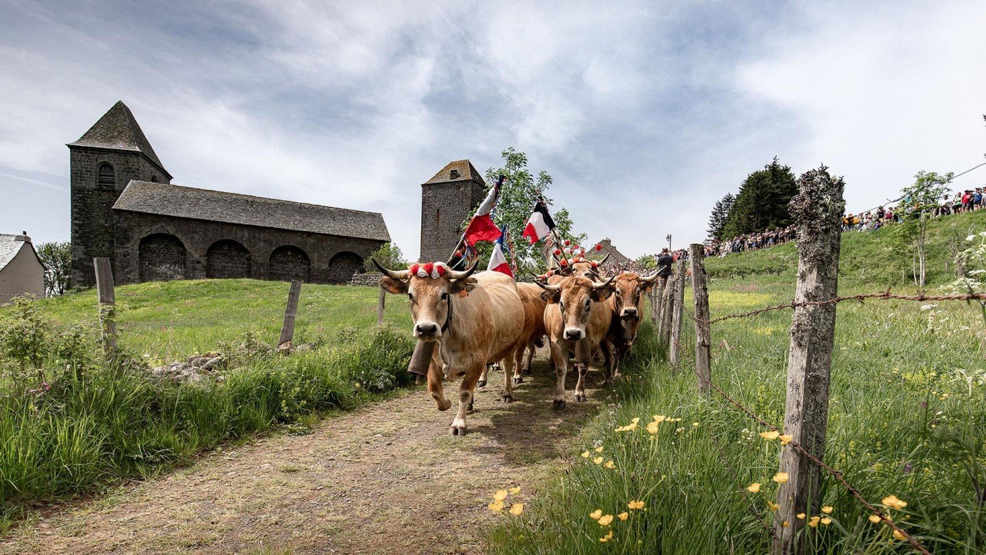 photo de vaches pendant la transhumance